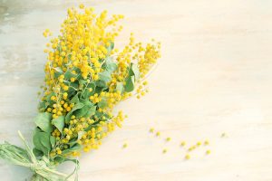 3月8日❁ミモザの日